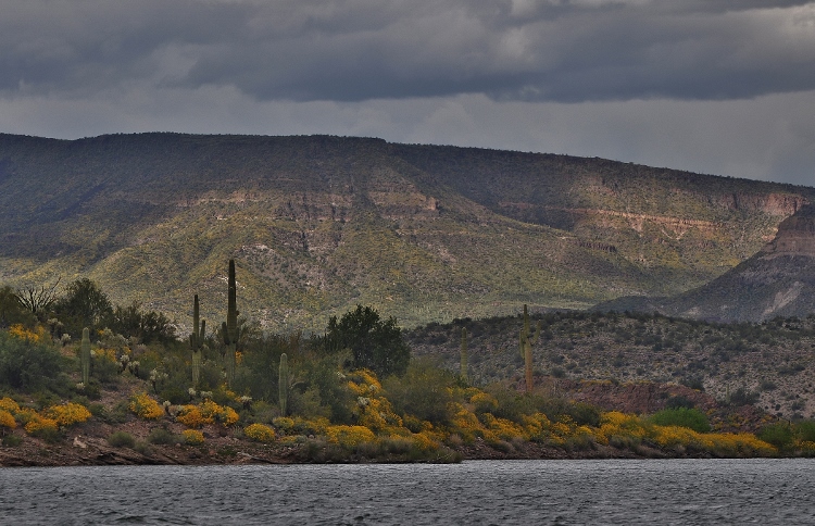 water and brittlebush